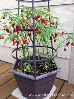 Fresno pepper plant on outdoor deck