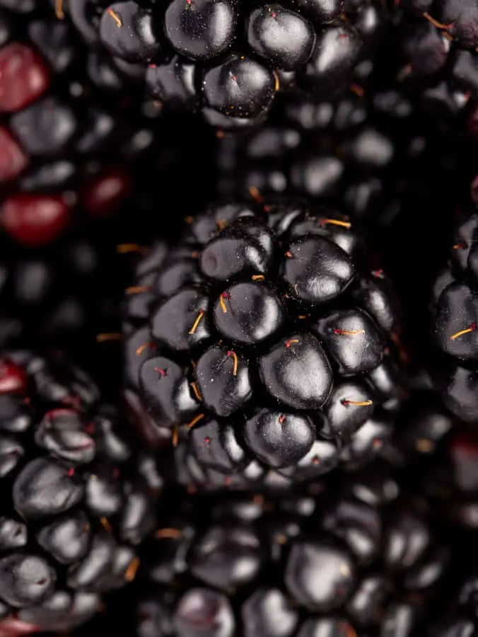 close up of blackberries