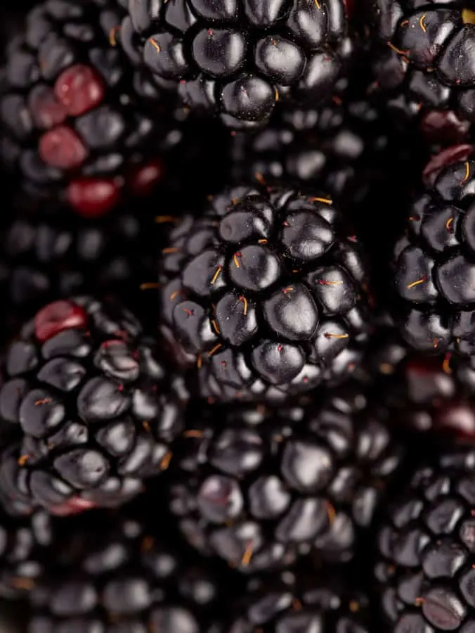 blackberries close up